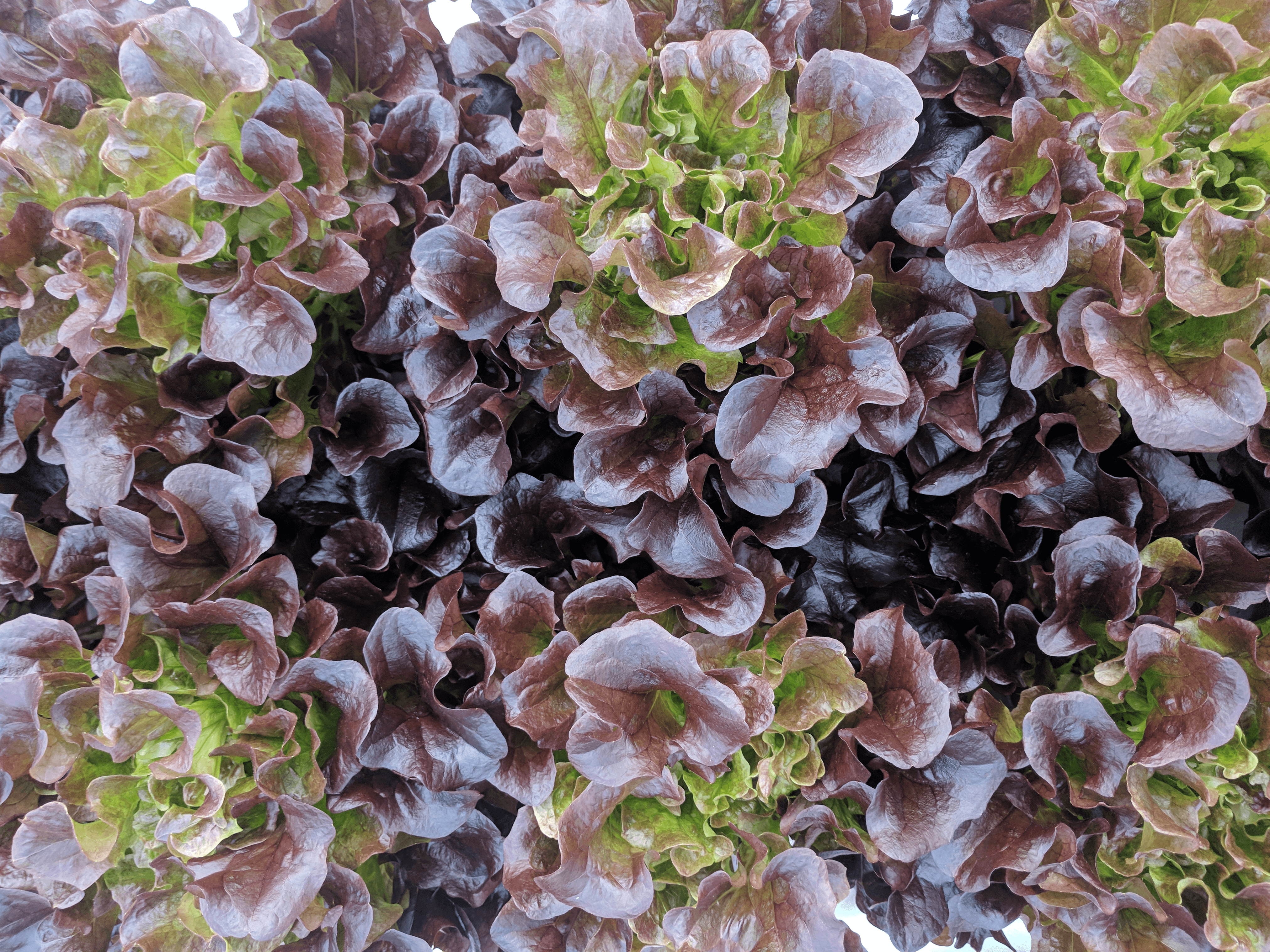 Seven days to go for the major FarmTech Society contribution at the Vertical/Indoor Farming Pavilion GreenTech tradeshow & café round table talks