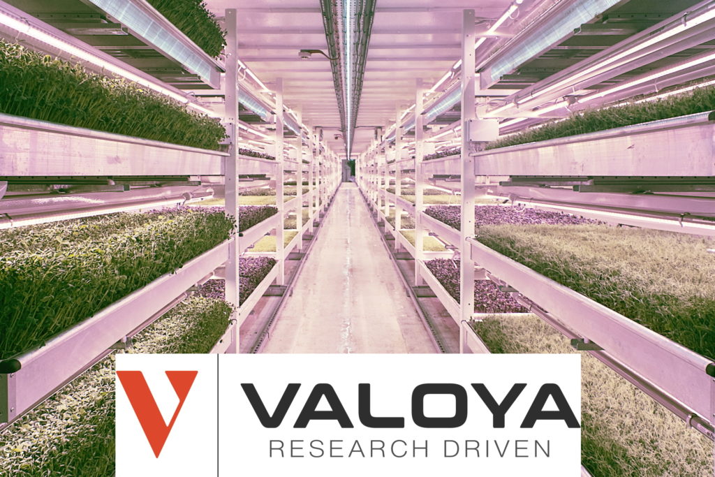 Read more about the article Valoya – FTS finds out more!